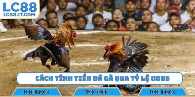 Cách tính tiền đá gà qua tỷ lệ odds