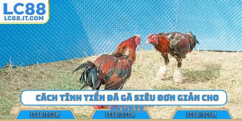 Cách tính tiền đá gà siêu đơn giản cho newbie