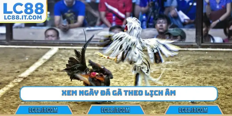 Xem ngày đá gà theo lịch âm